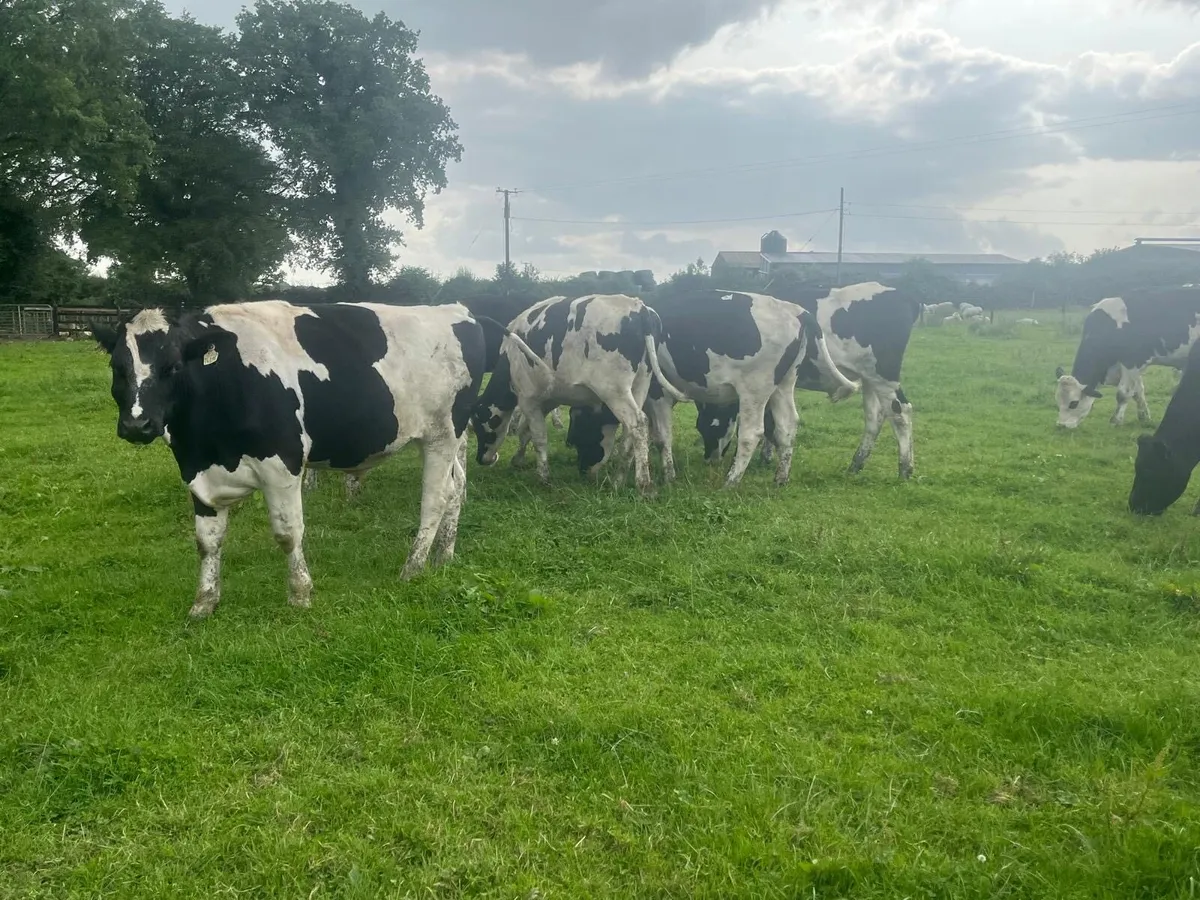 15 super 460 kg British Frisian bullocks - Image 1