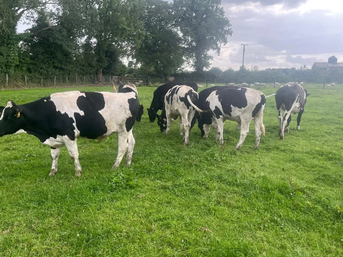 15 super 460 kg British Frisian bullocks - Image 2