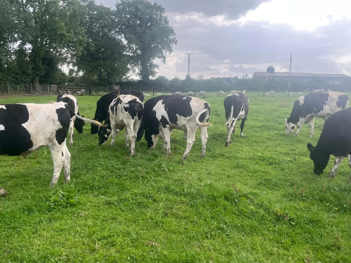 15 super 460 kg British Frisian bullocks - Image 3