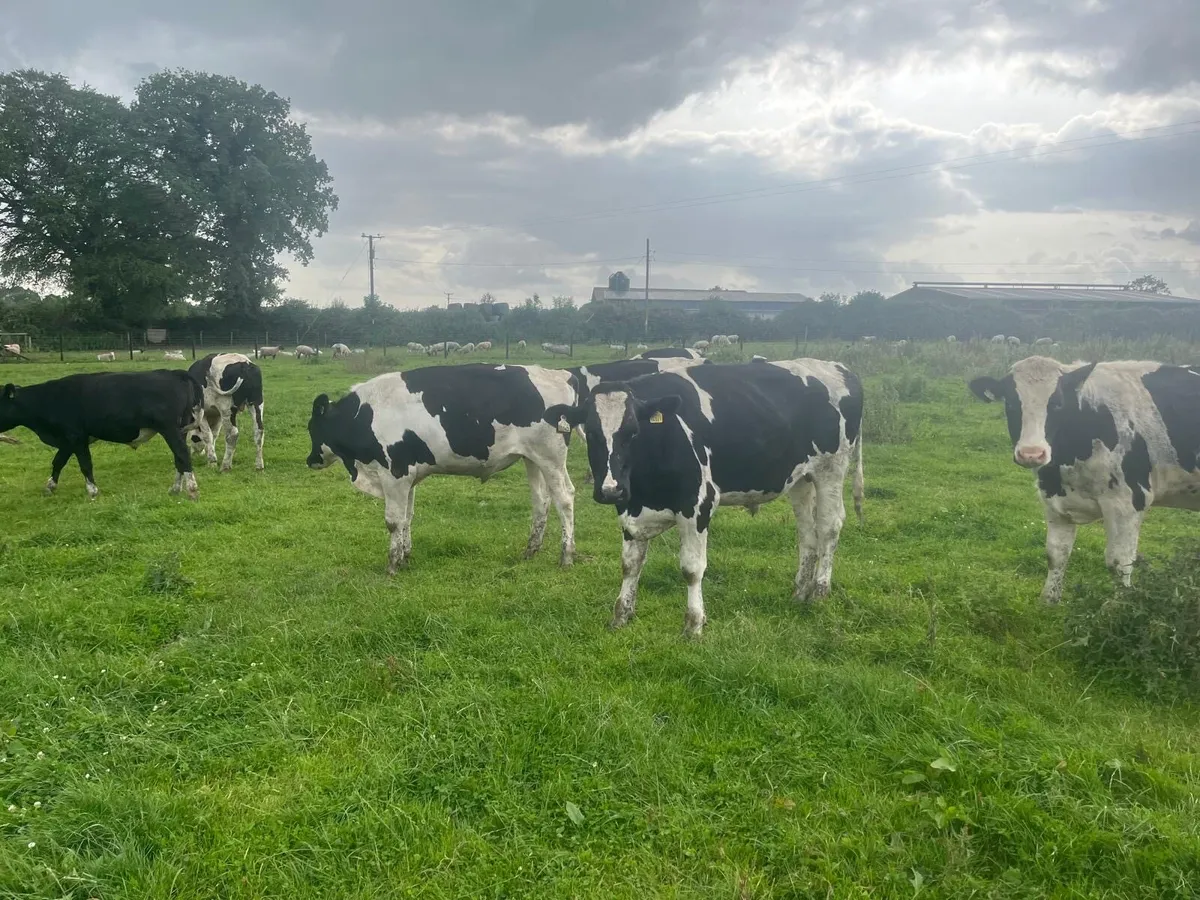 15 super 460 kg British Frisian bullocks - Image 4
