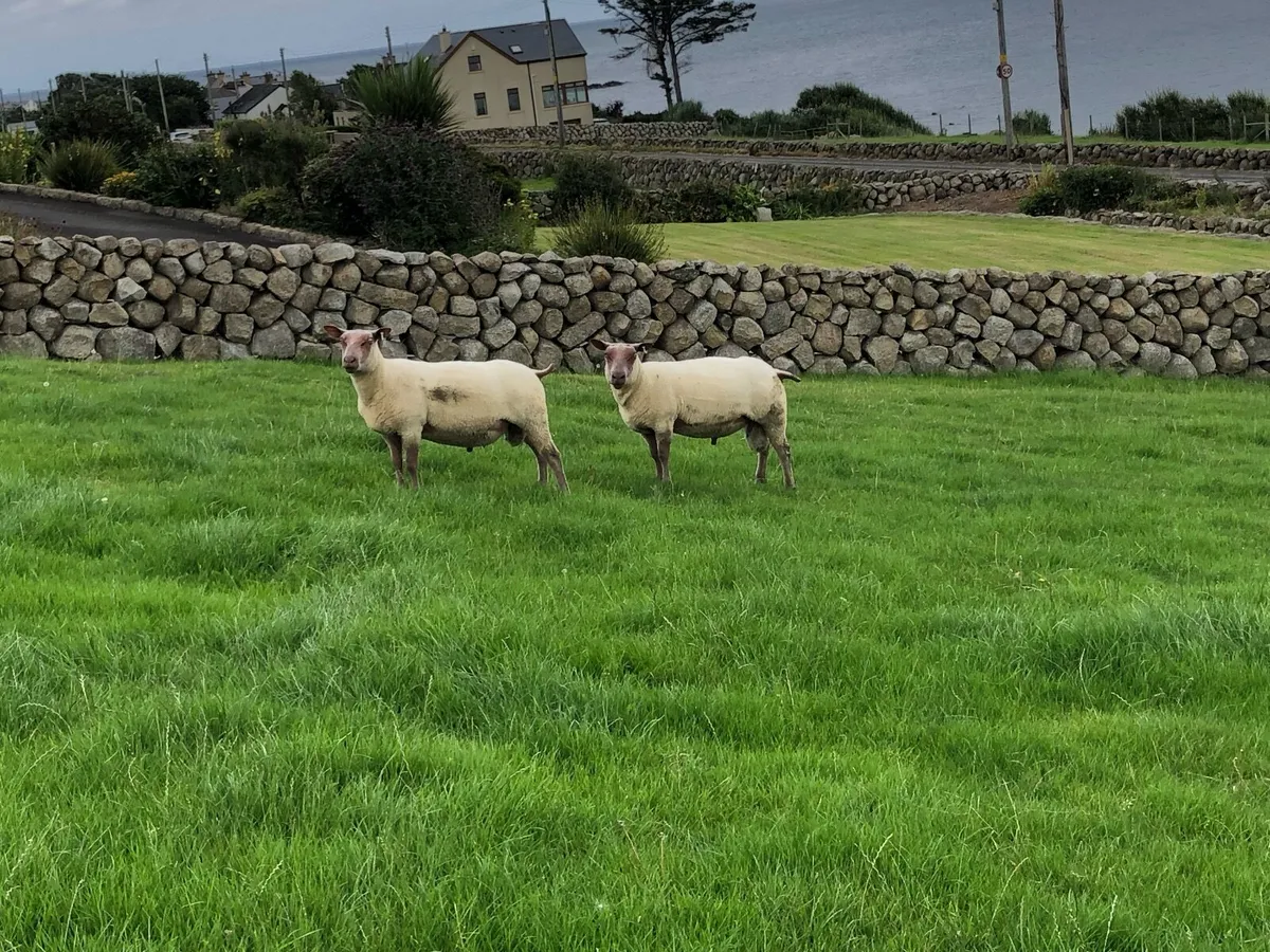 Rouge shearling rams - Image 1