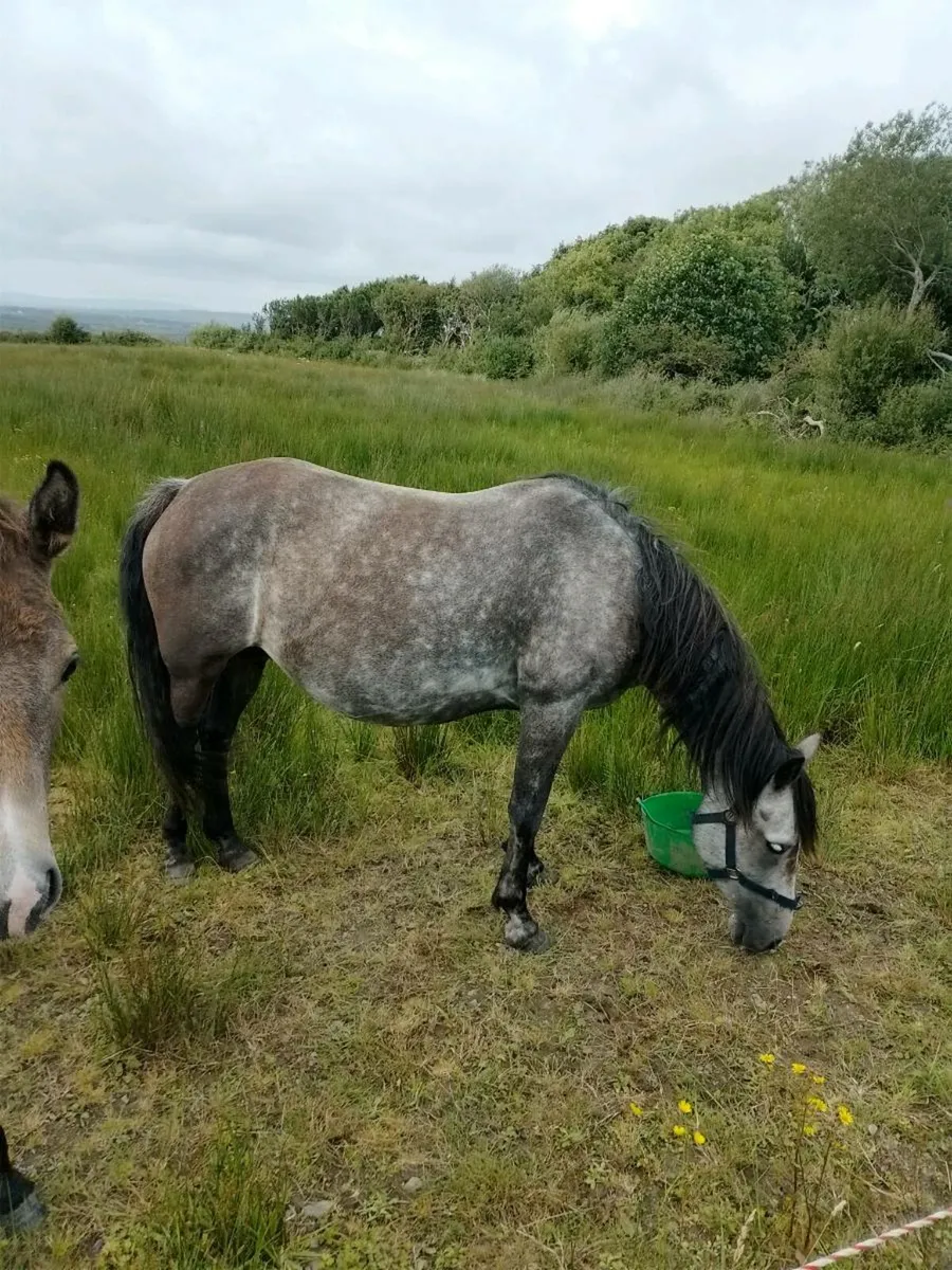 Mare and foal - Image 1