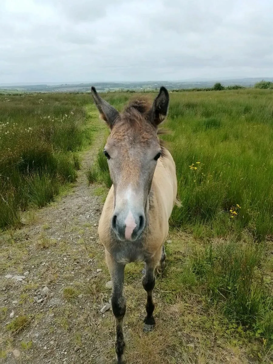 Mare and foal - Image 2