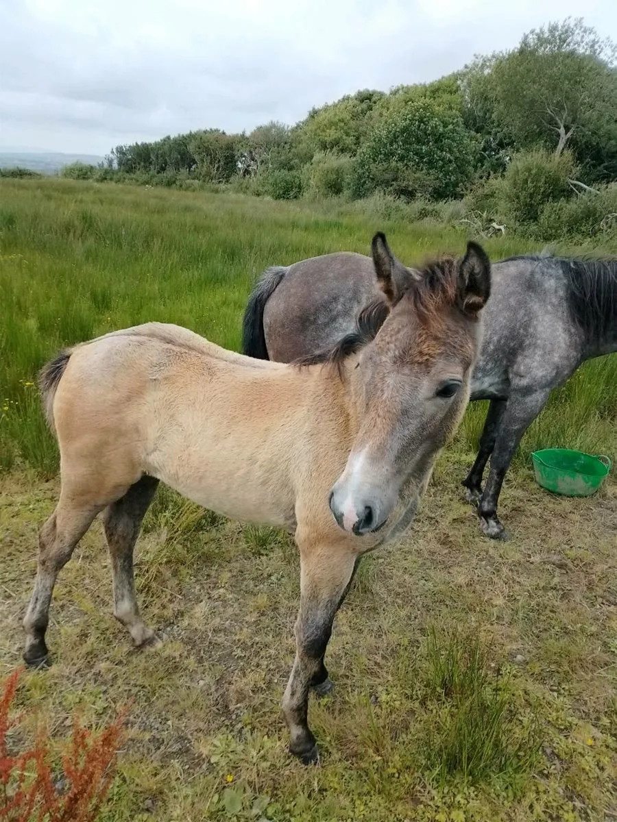 Mare and foal - Image 3