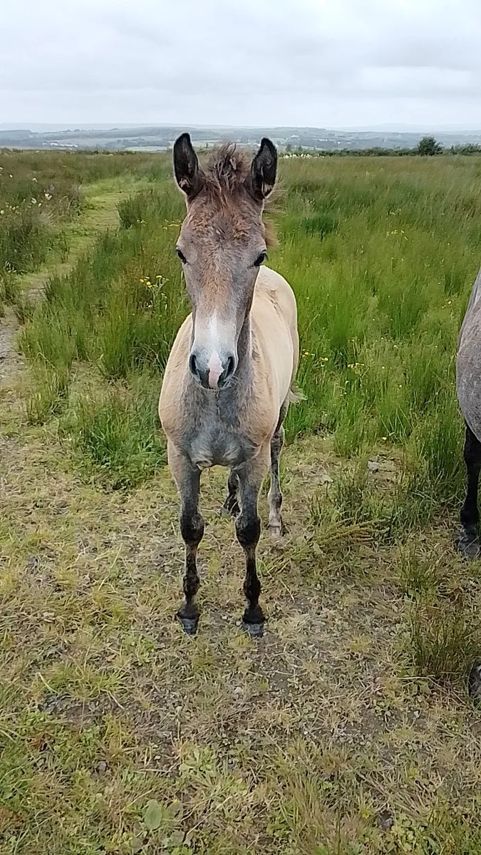 Mare and foal - Image 4