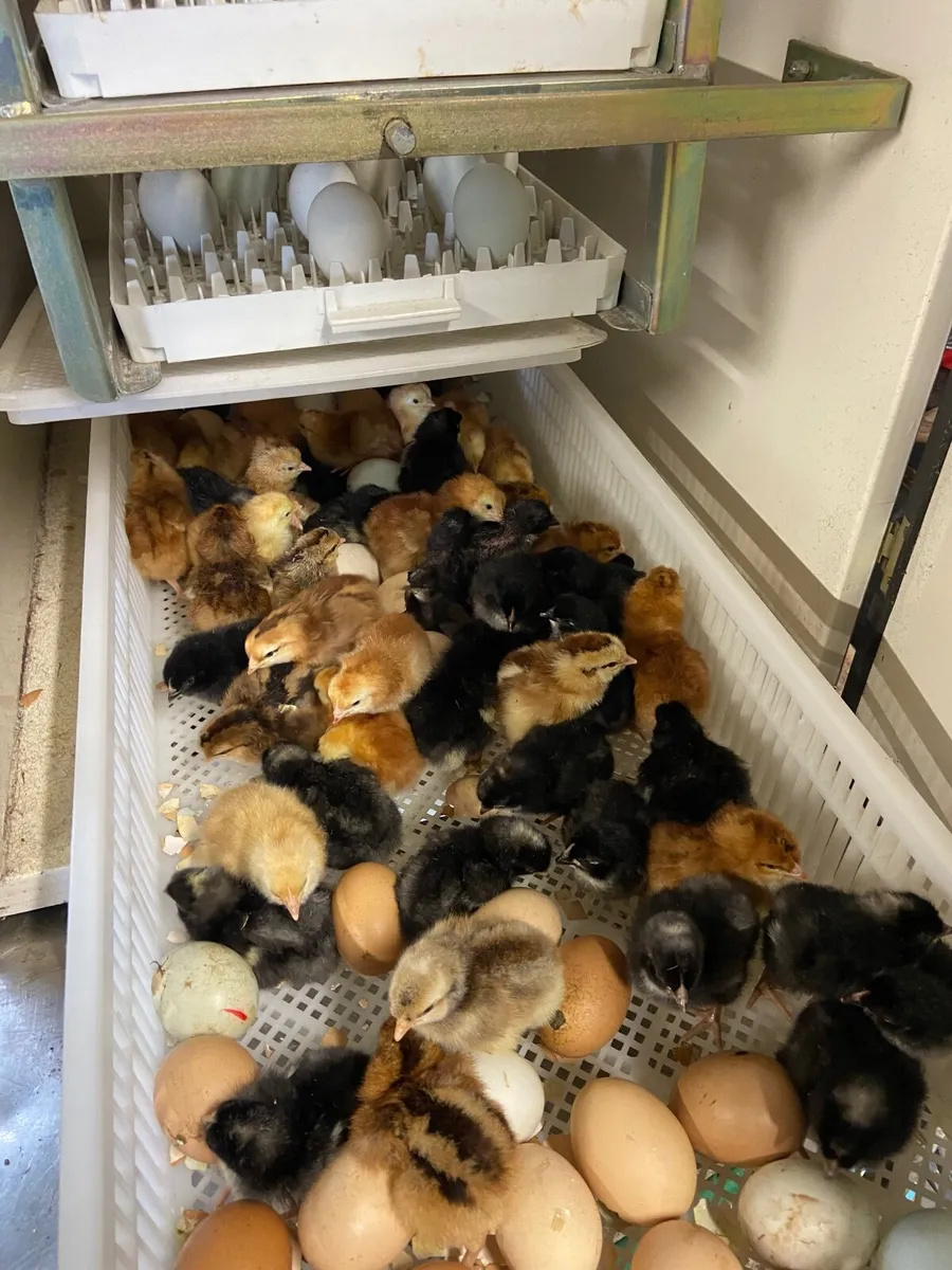 BABY CHICKS AS HATCHED AND CLICKING HENS - Image 1