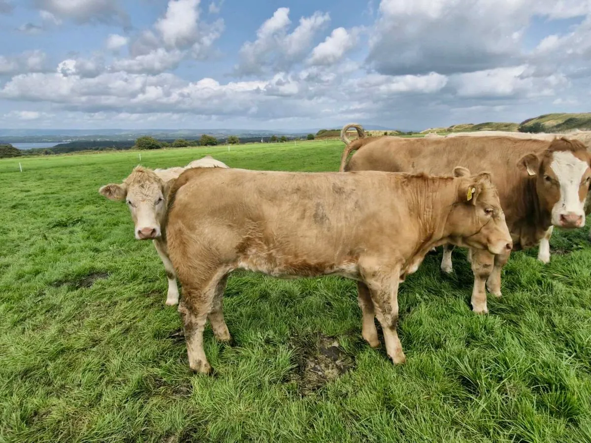 Quality heifers for dowra 2-8-2025 - Image 1