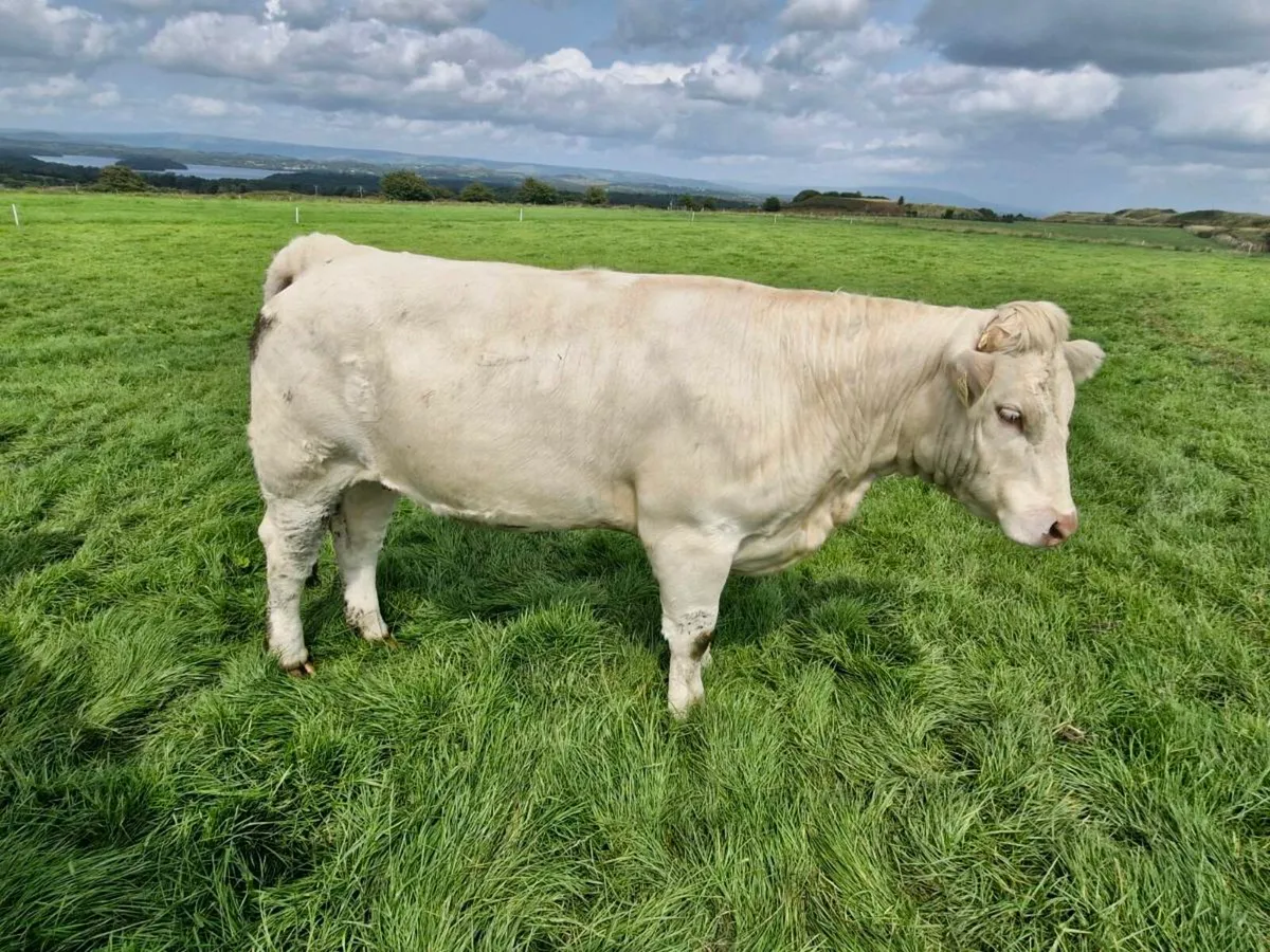 Quality heifers for dowra 2-8-2025 - Image 2