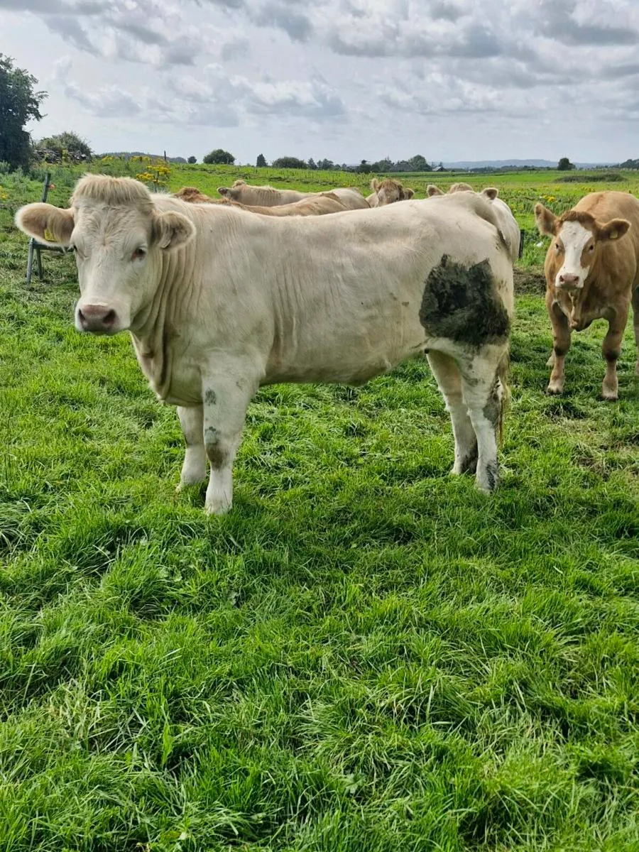 Quality heifers for dowra 2-8-2025 - Image 3