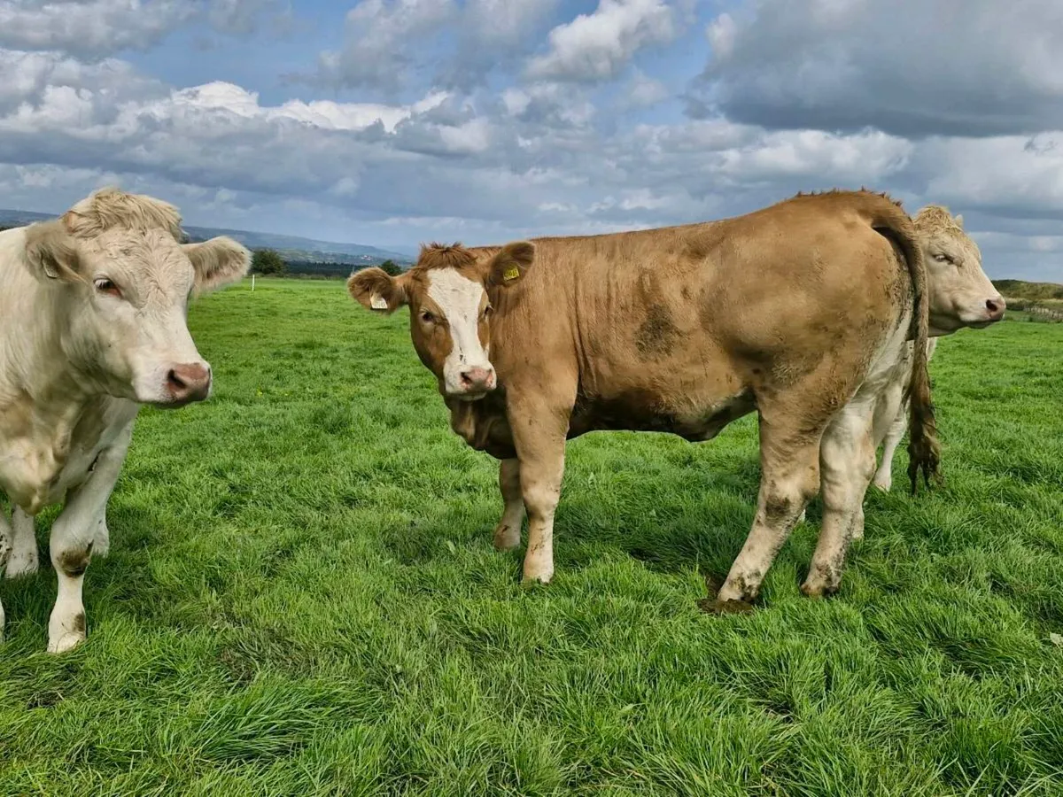 Quality heifers for dowra 2-8-2025 - Image 4