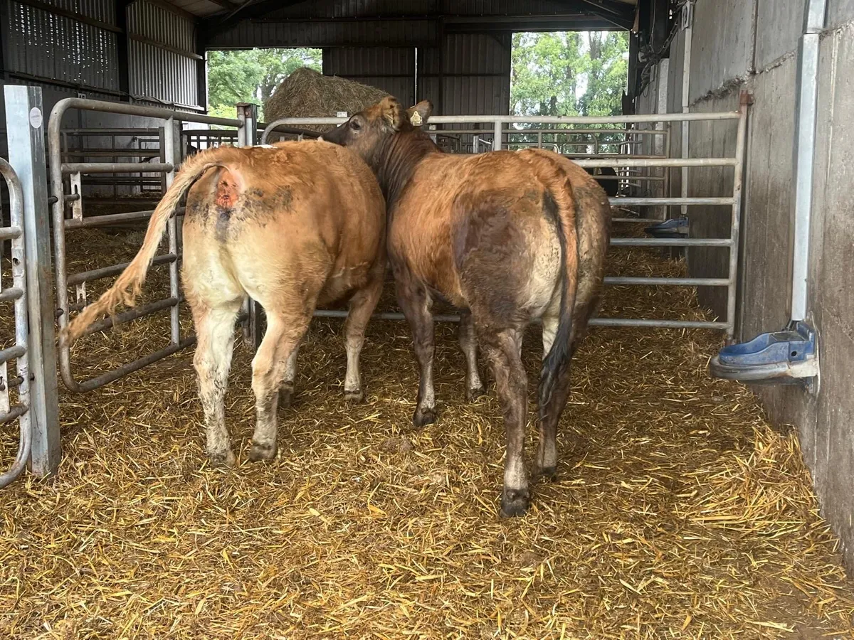 2 super 460 kg u grade heifers - Image 1