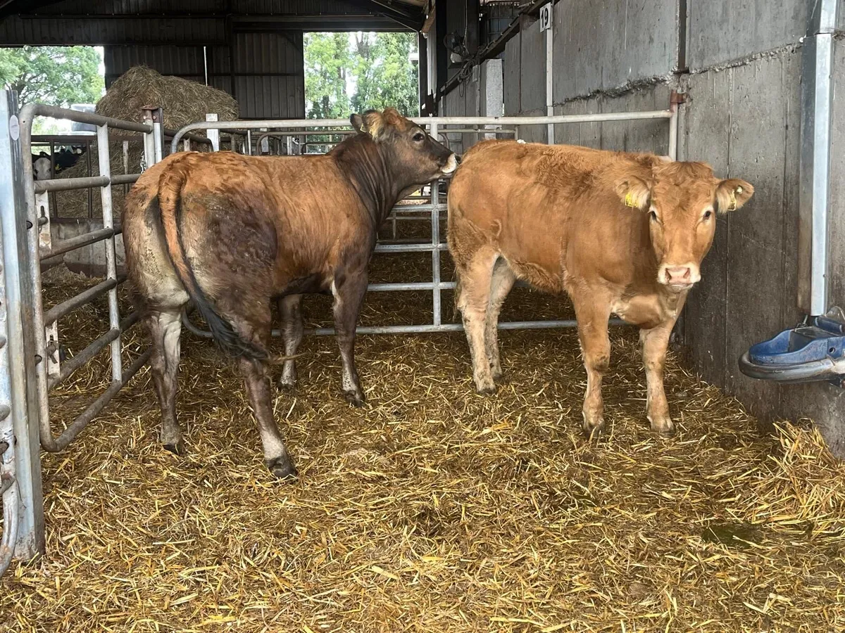 2 super 460 kg u grade heifers - Image 3