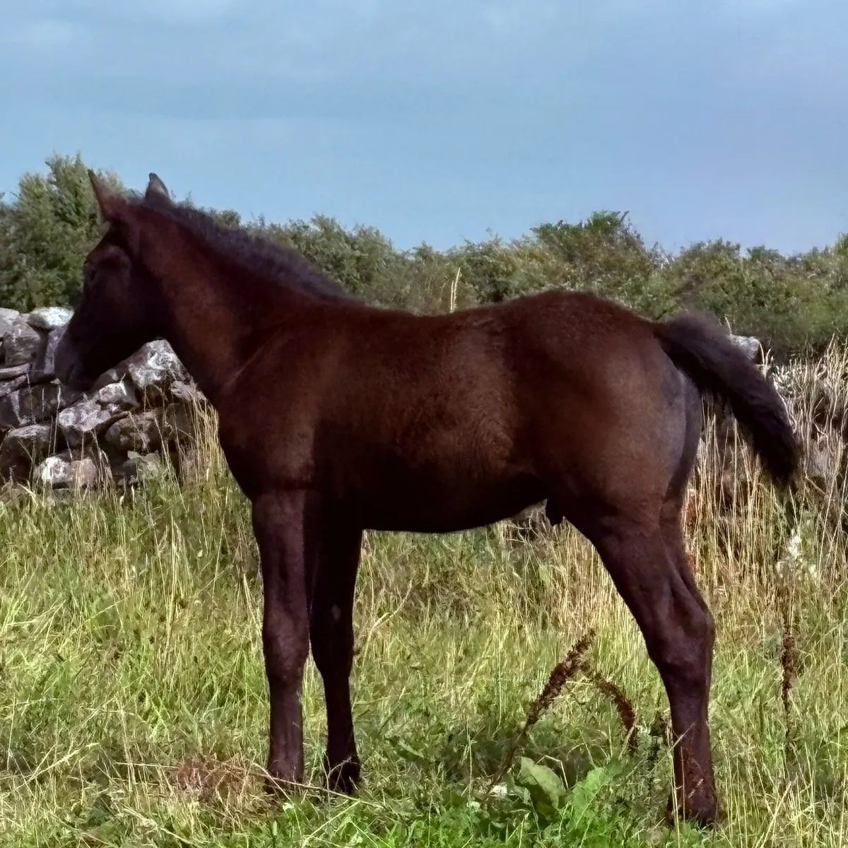 Connemara Colt Foals - Image 2
