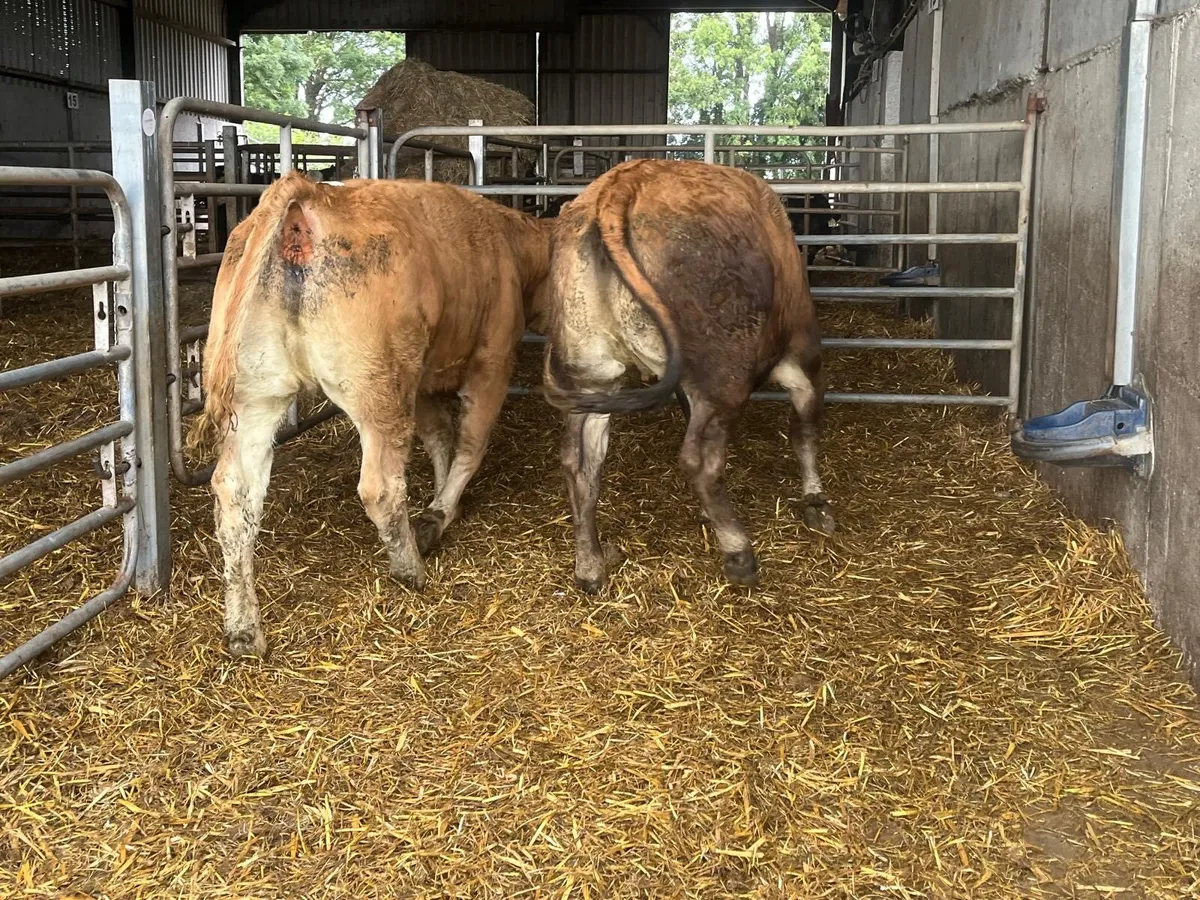 2 super 460 kg u grade heifers - Image 4