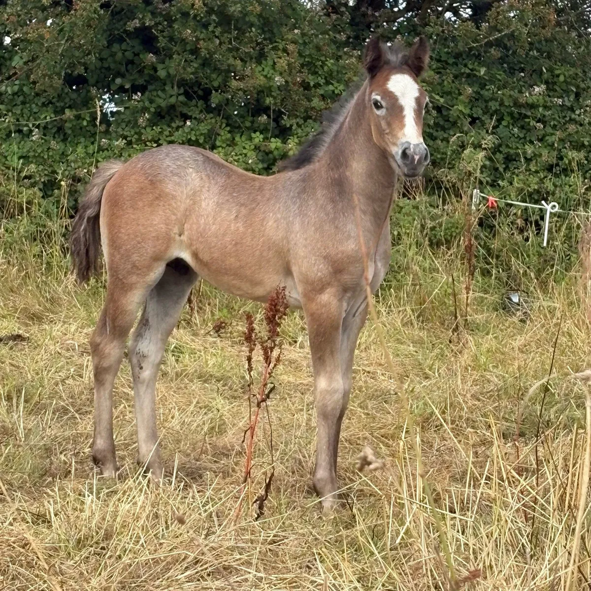 Connemara Colt Foals - Image 1