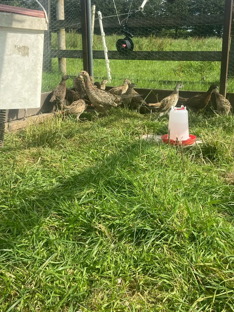 7 weeks old pheasants. - Image 2
