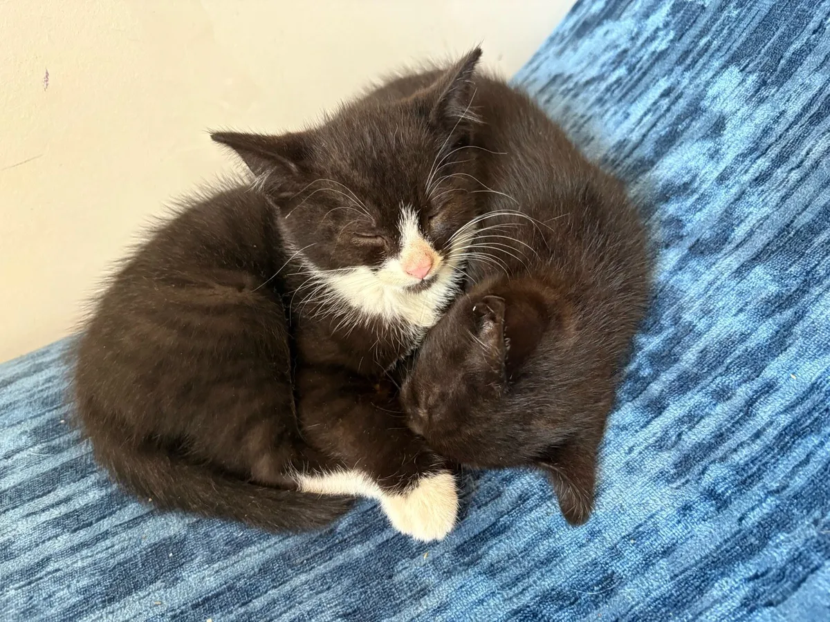 Kitten male - Image 3