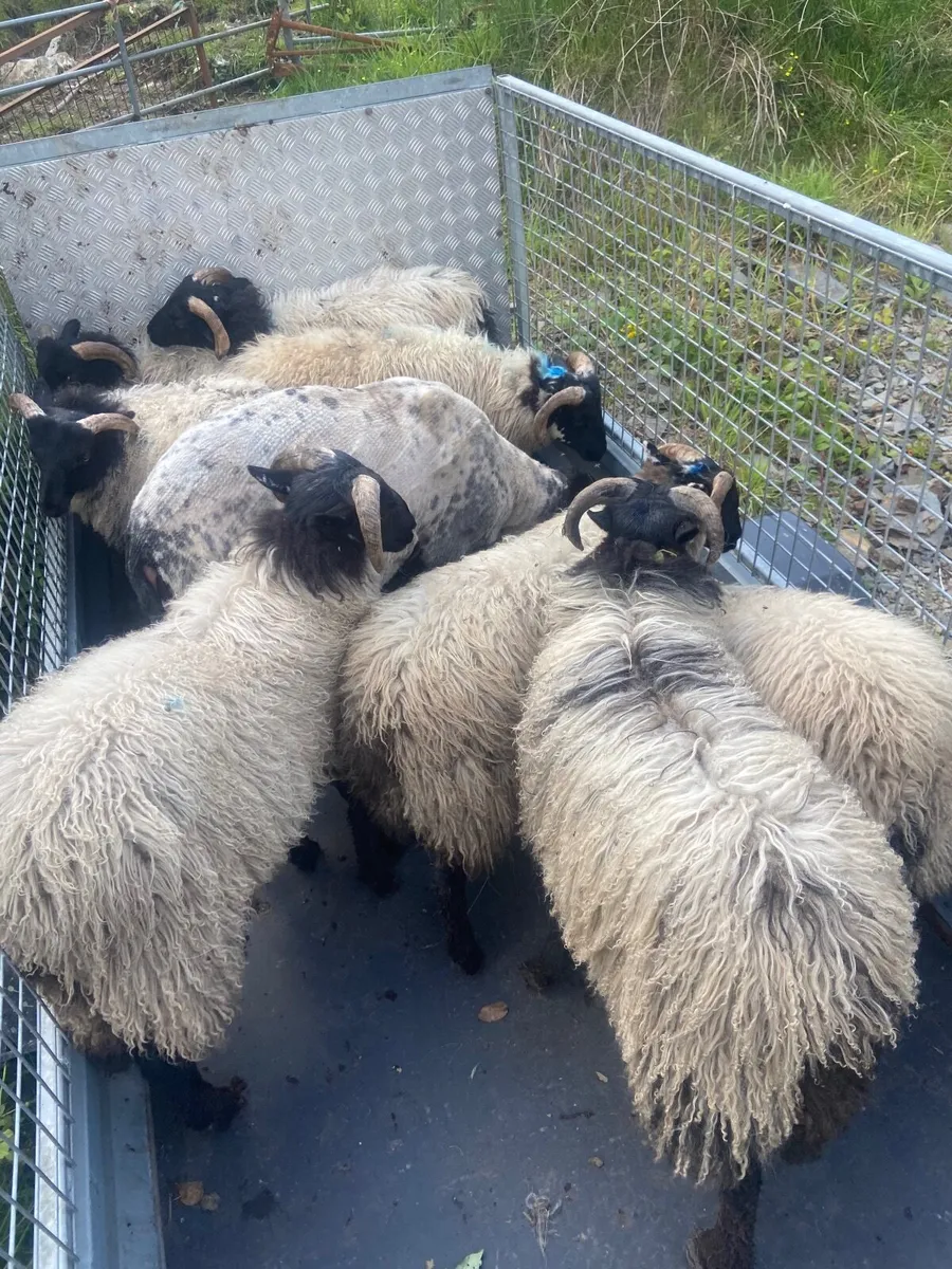 Sheep - Image 1