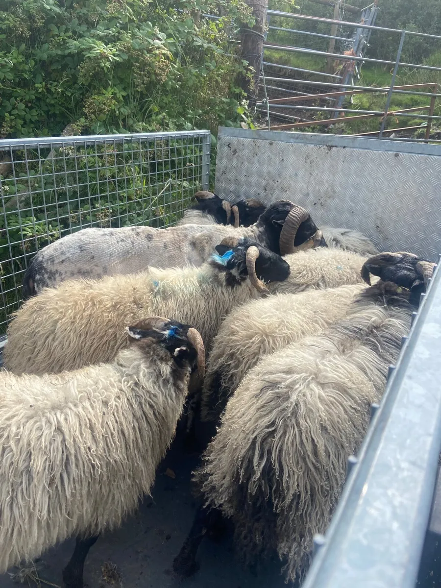 Sheep - Image 2