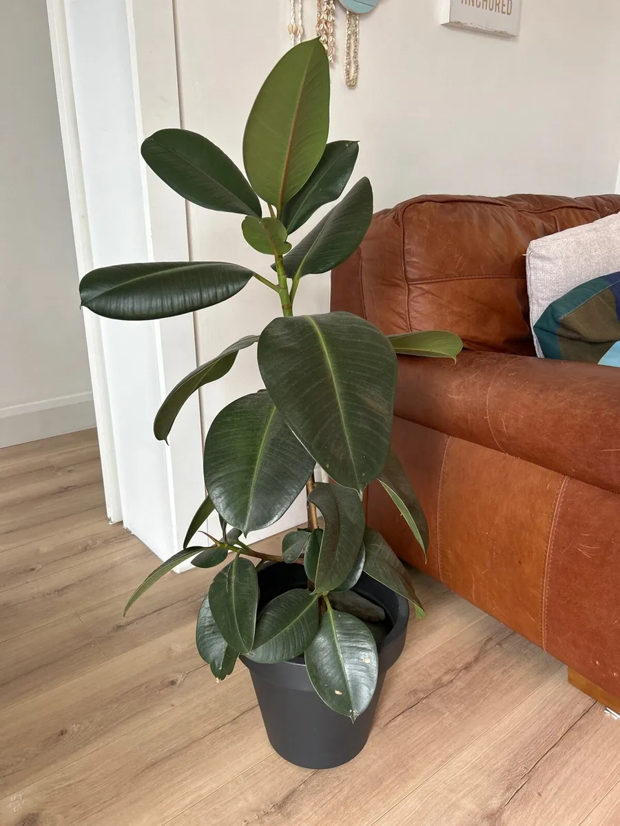 Plant
