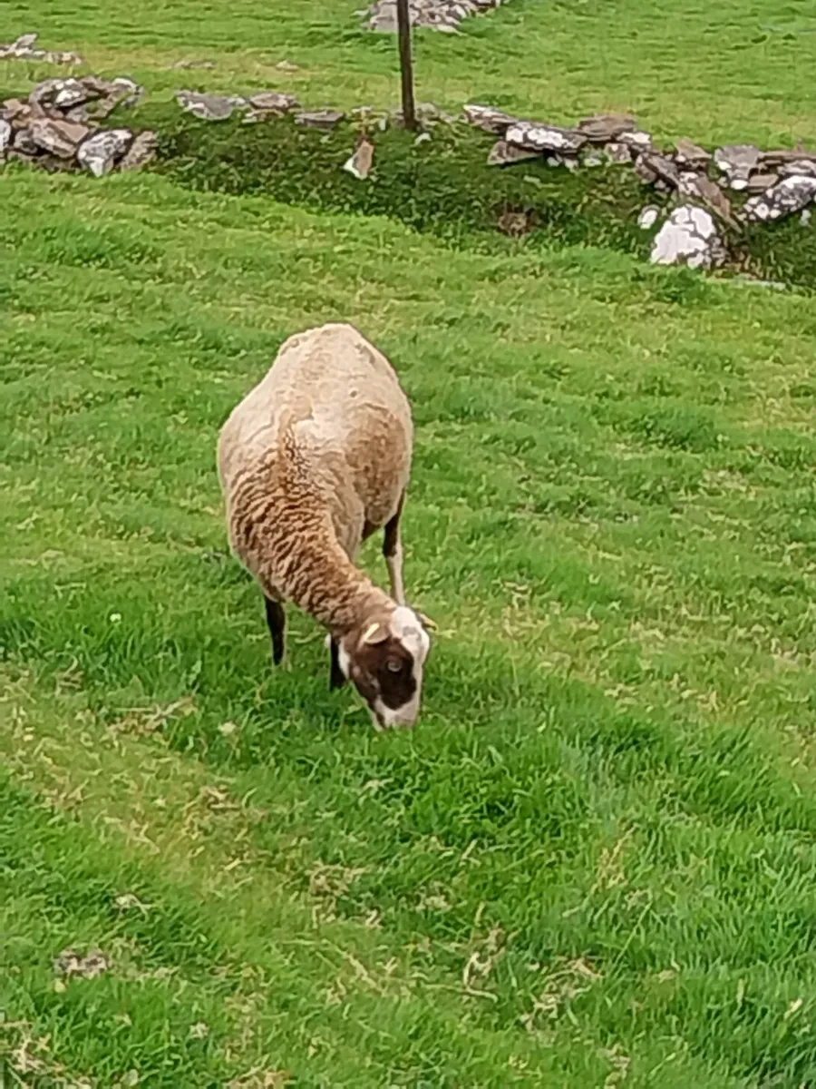 Young Shetland Ewes - Image 2