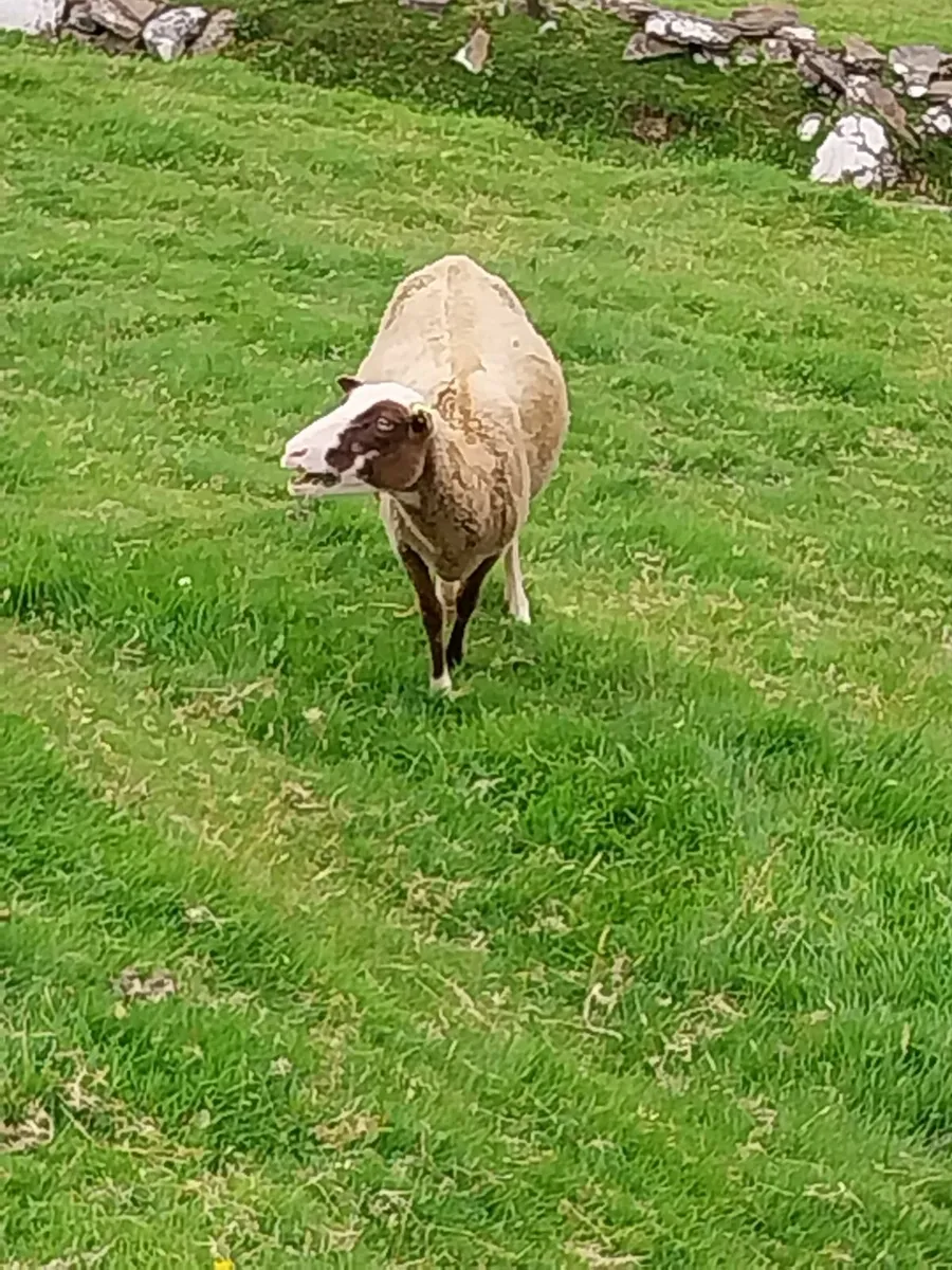 Young Shetland Ewes - Image 3