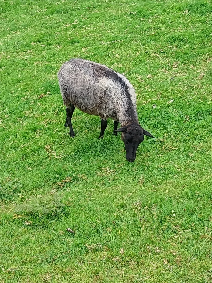 Young Shetland Ewes - Image 4