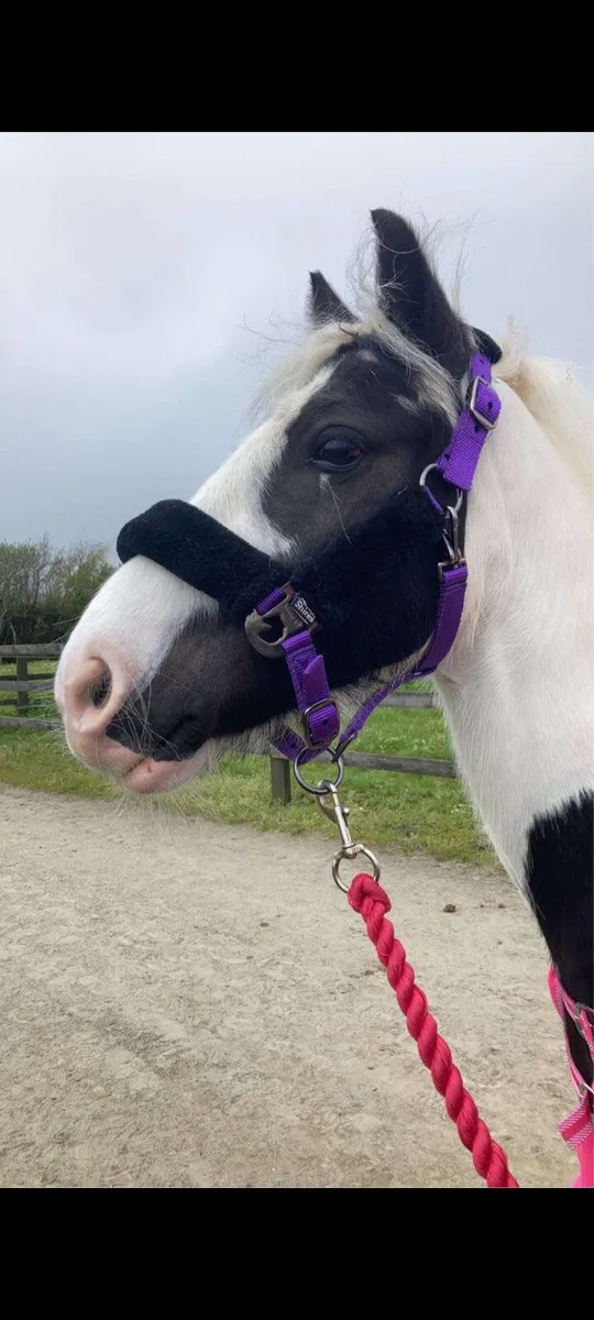 Beautiful coloured 12'2 mare - Image 1