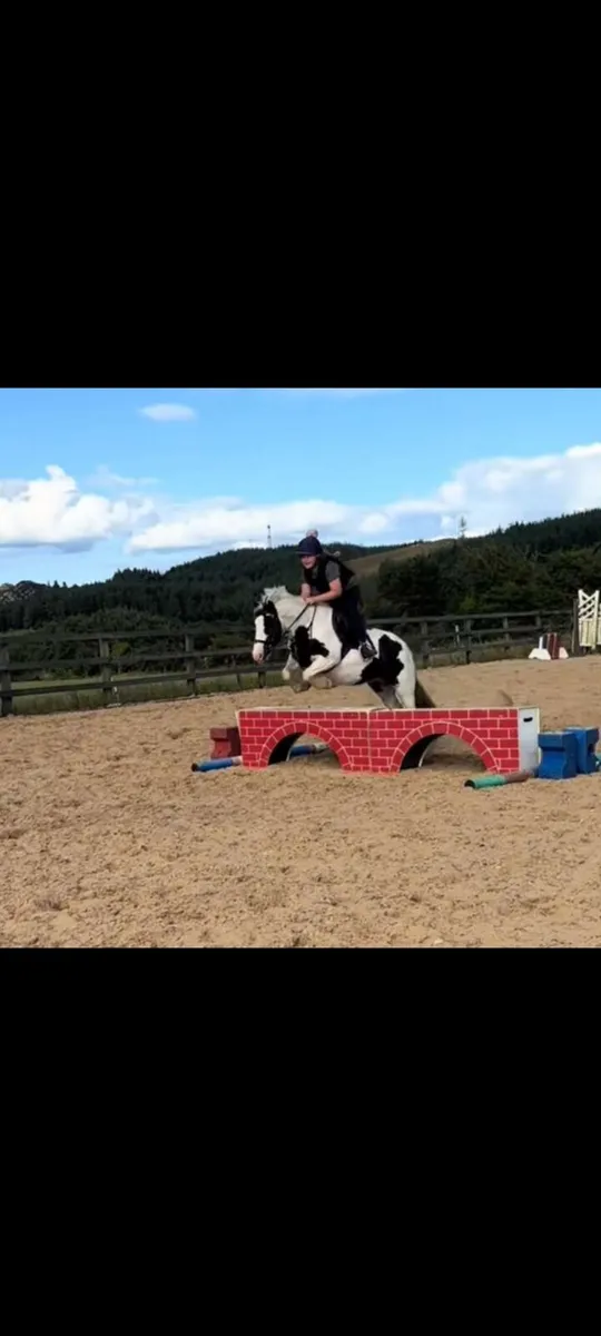 Beautiful coloured 12'2 mare - Image 2