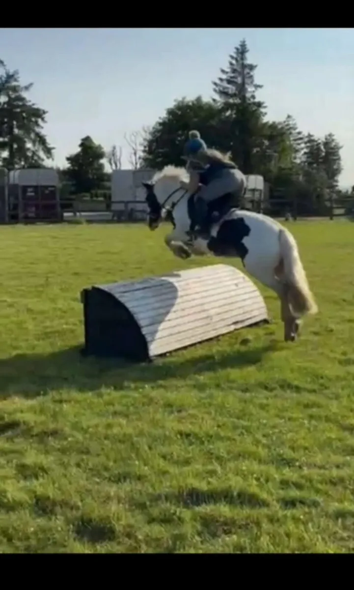 Beautiful coloured 12'2 mare - Image 3
