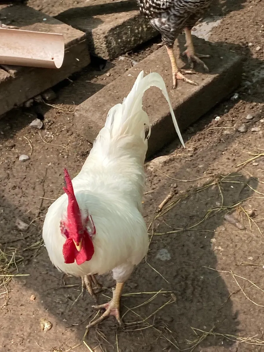 Roosters - Image 1