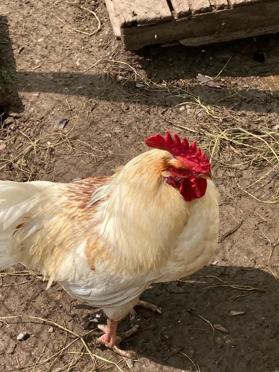 Roosters - Image 2