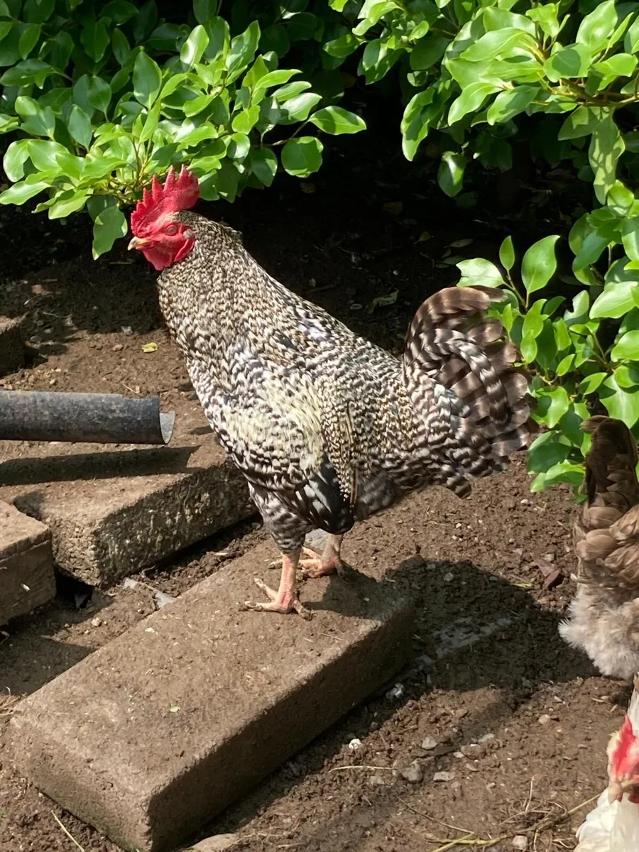 Roosters - Image 3