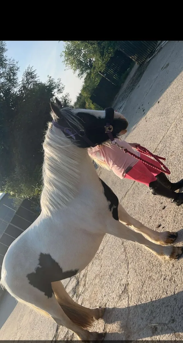 Beautiful coloured 12'2 mare - Image 4
