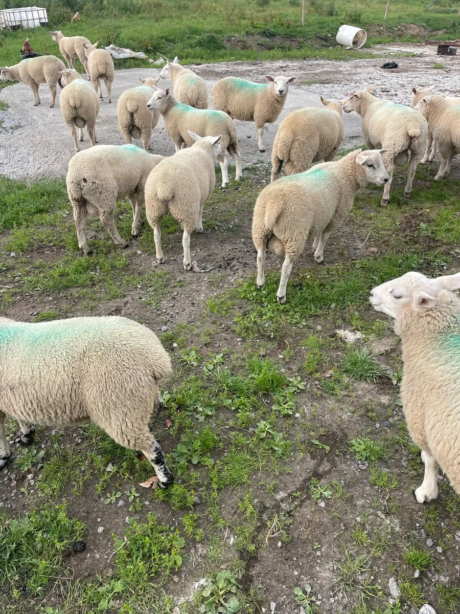 Store lambs - Image 1