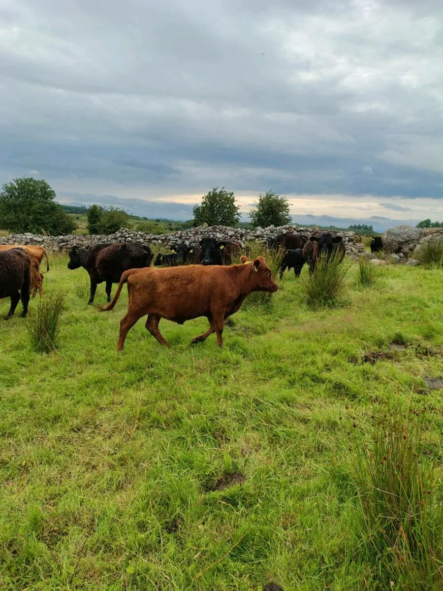 Dexter Heifer - Image 2