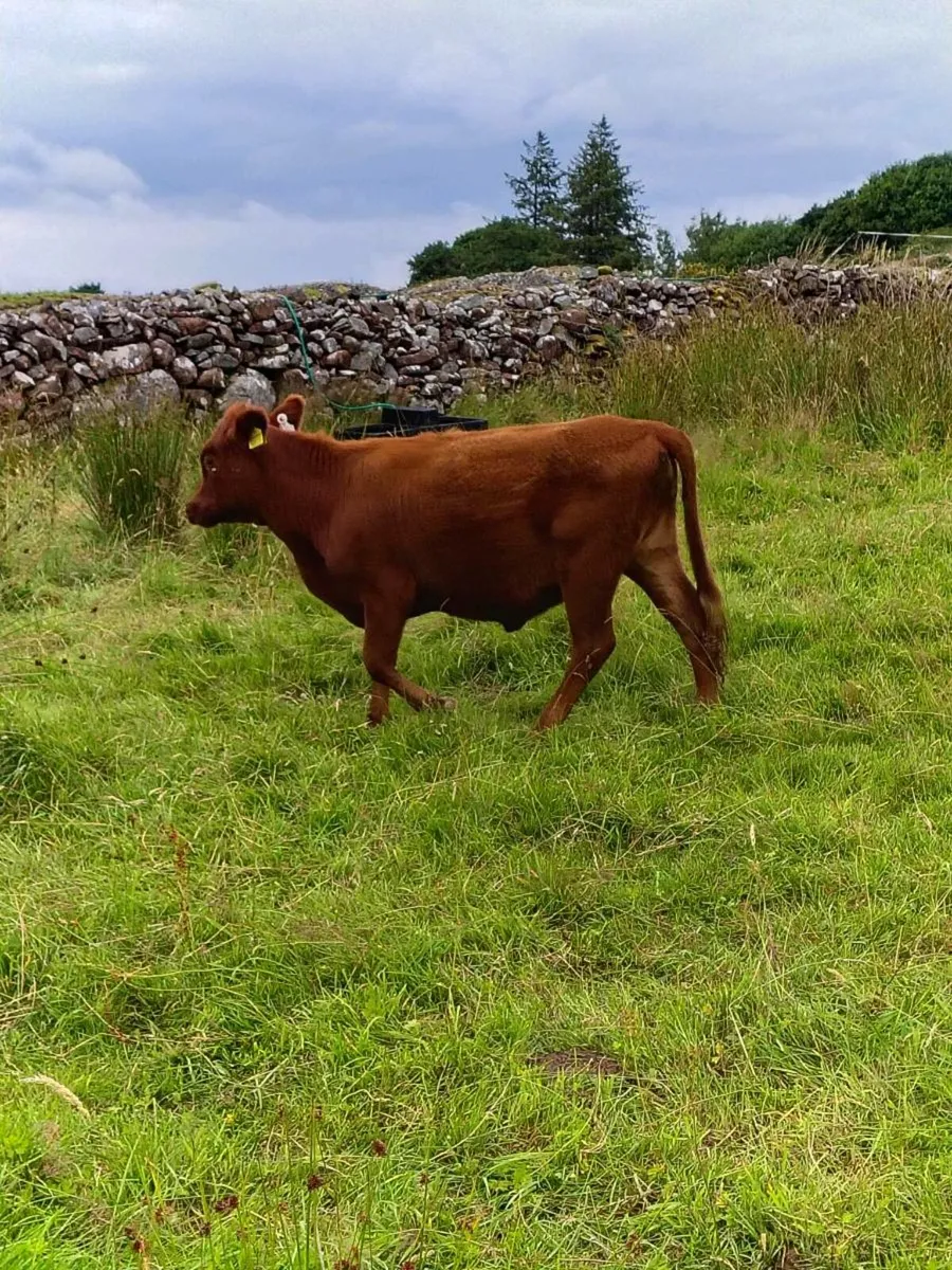 Dexter Heifer - Image 1