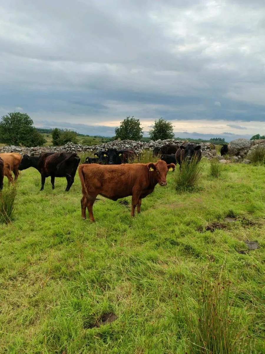 Dexter Heifer - Image 3