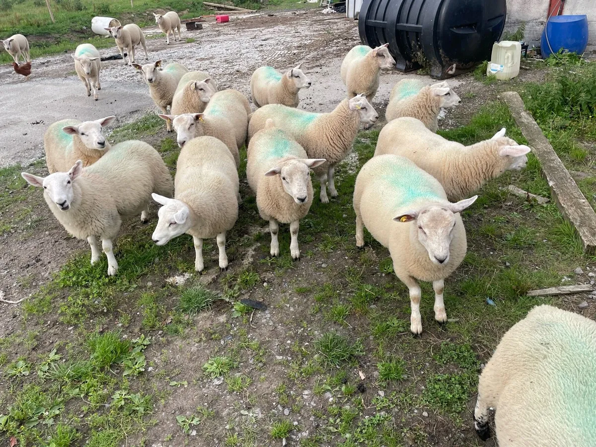 Store lambs - Image 2