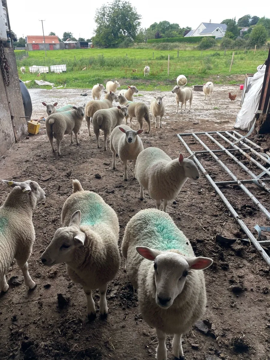 Store lambs - Image 3