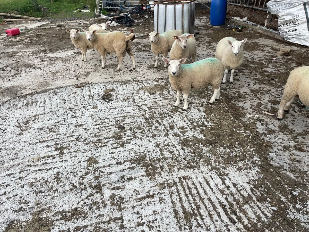 Store lambs - Image 4