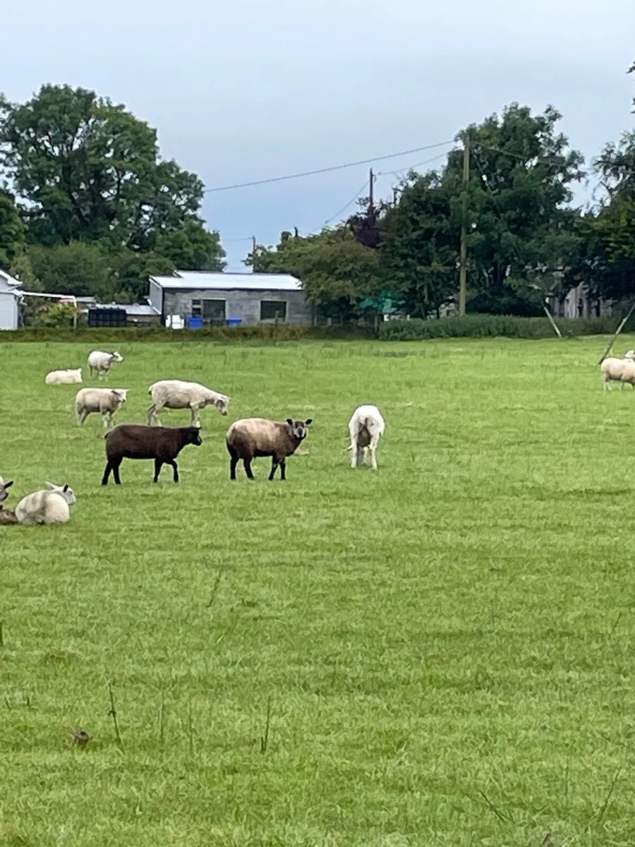 Lambs - Image 1