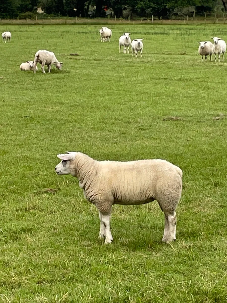 Lambs - Image 2
