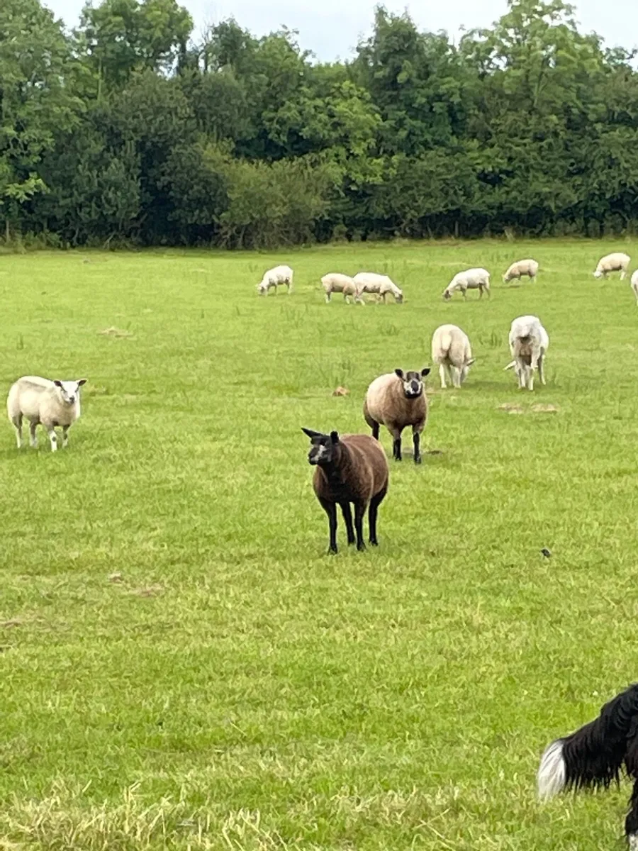 Lambs - Image 3