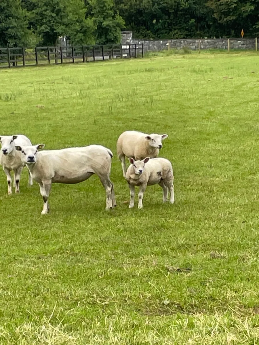 Lambs - Image 4