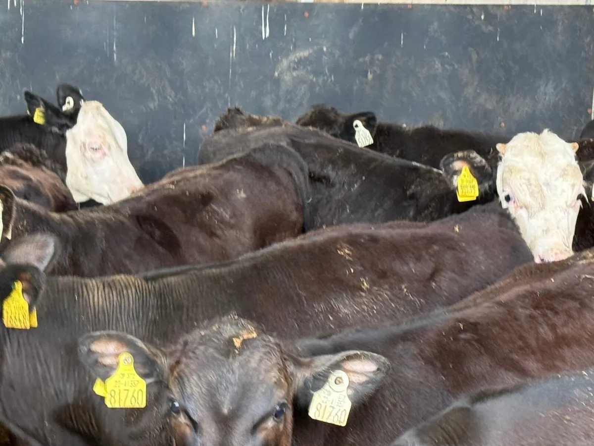 10 SUPER ANGUS & HEREFORD BULLS ( 200 KGS) - Image 4