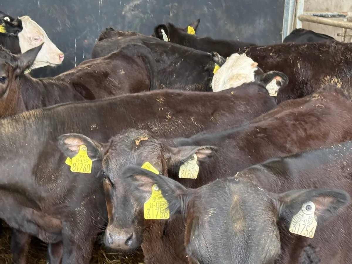 10 SUPER ANGUS & HEREFORD BULLS ( 200 KGS) - Image 3