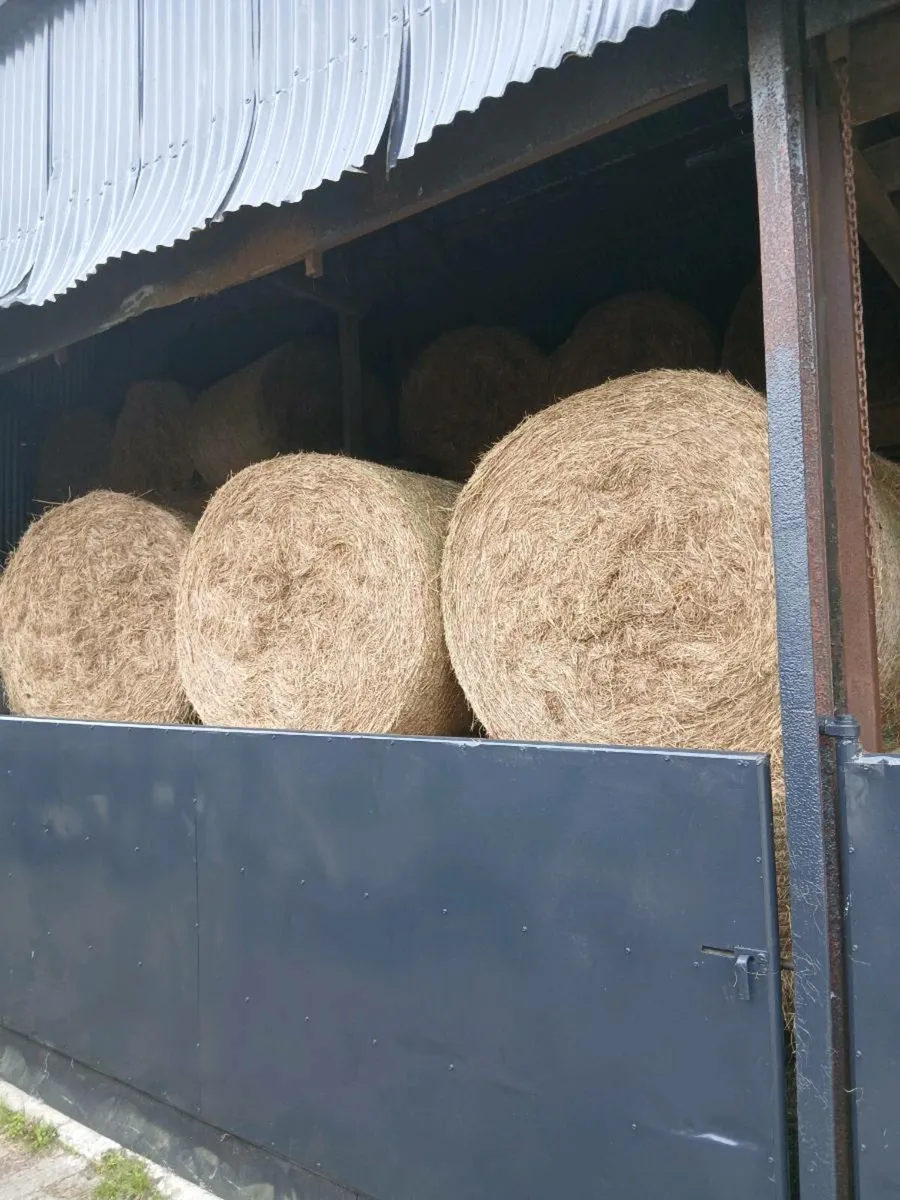 Organic hay - Image 3