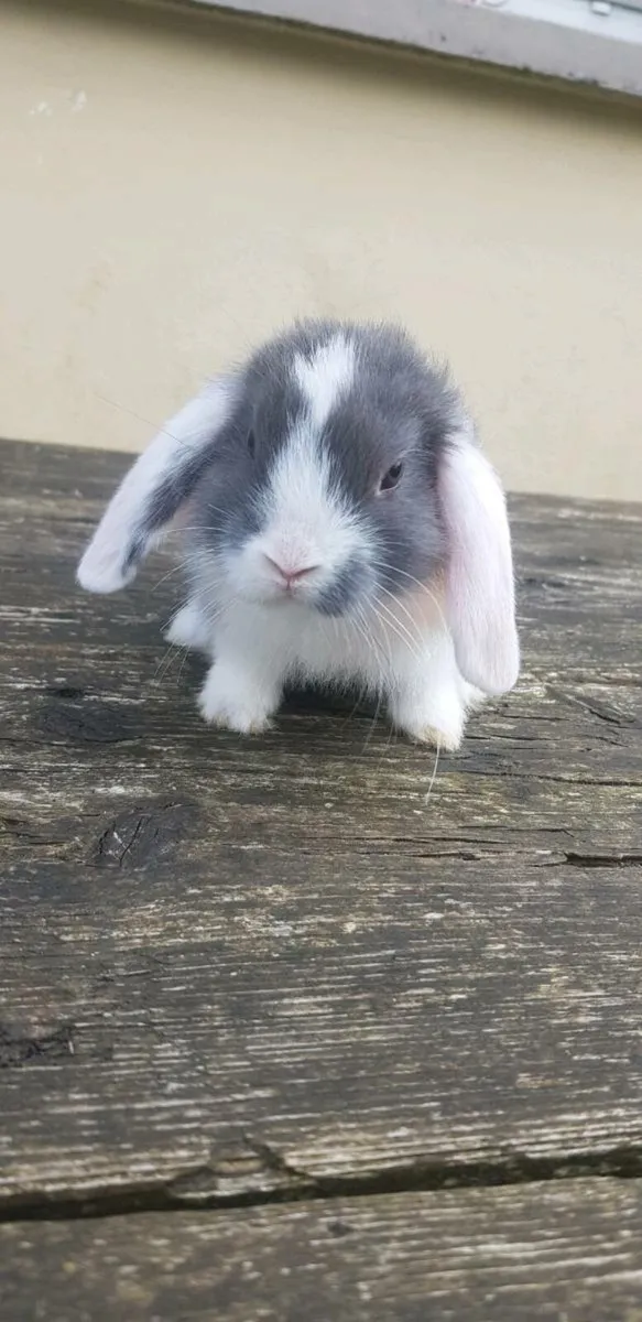 Purebred Minilop Bunnies/Rabbits!!- 1left!!! - Image 1