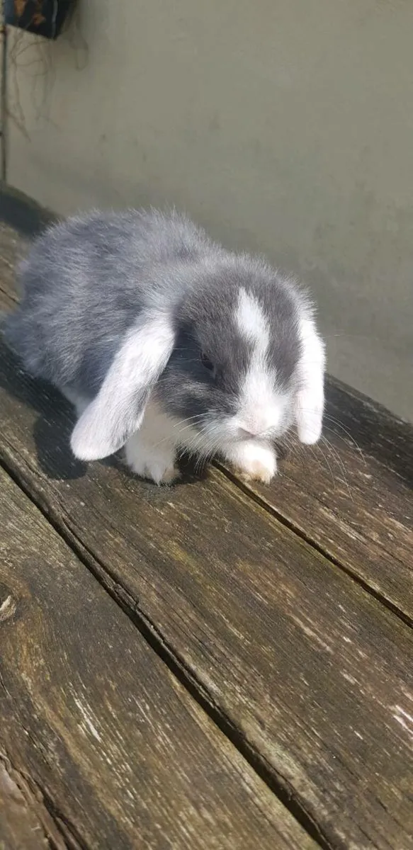 Purebred Minilop Bunnies/Rabbits!!- 1left!!! - Image 2